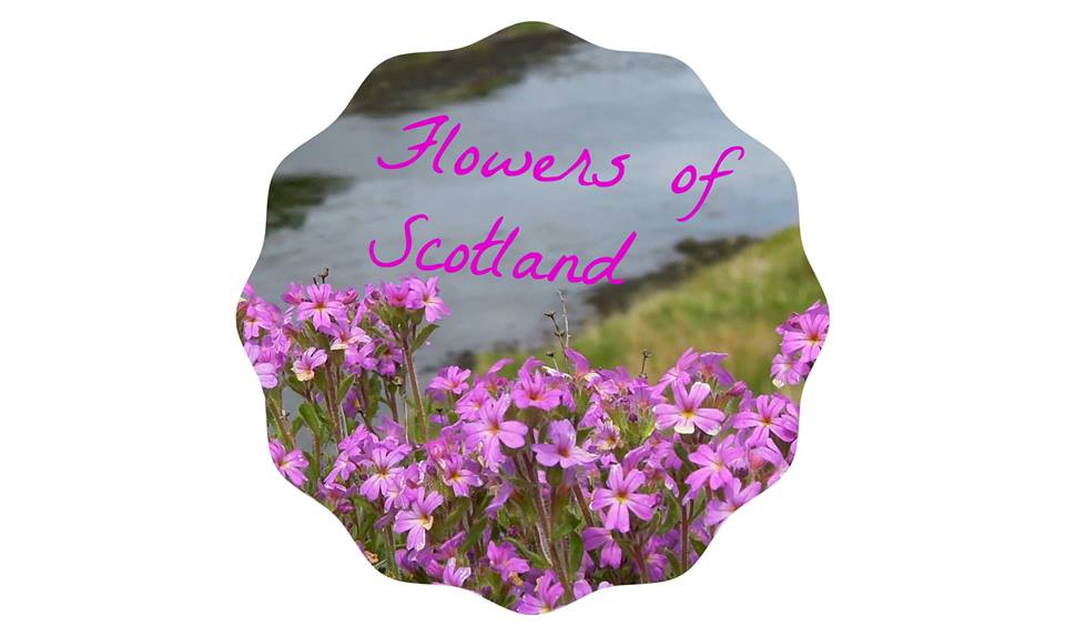 Flowers of Scotland